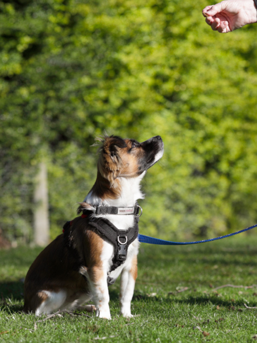 Puppy on lead sat on grass looking up at treat in owner's hand