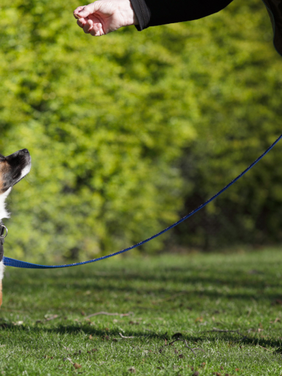 Puppy on lead sat on grass looking up at treat in owner's hand