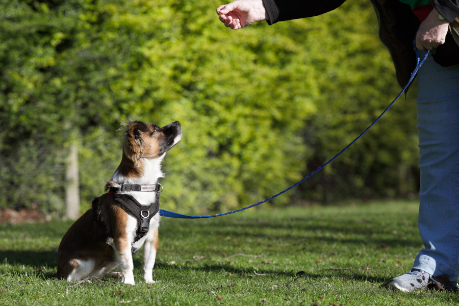 Puppy on lead sat on grass looking up at treat in owner's hand