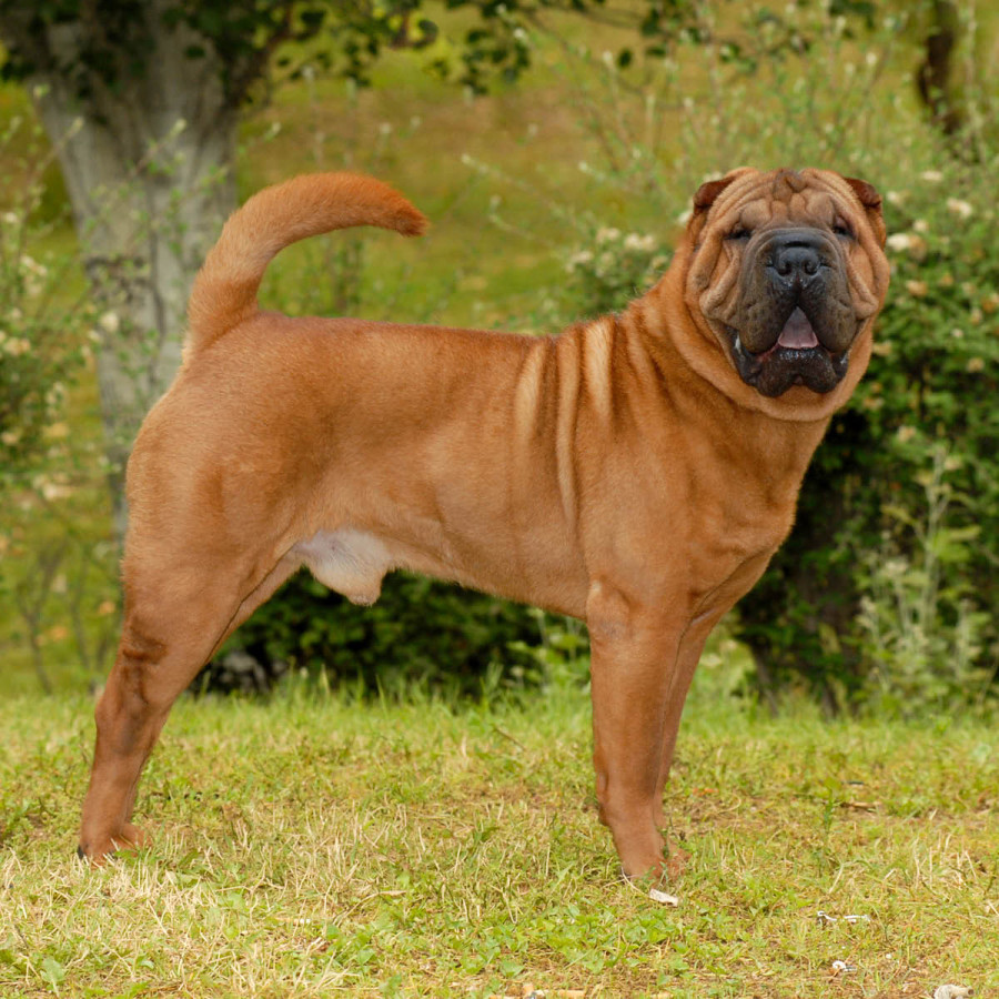 A tan Shar Pei dog with characteristic wrinkled skin and a curled tail standing on a green lawn.