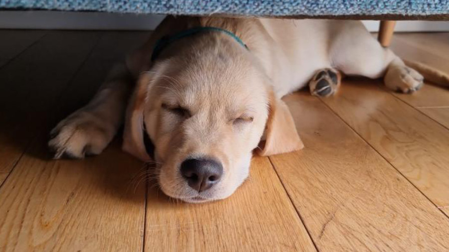 Golden labrador puppy sleeping on wooden floor