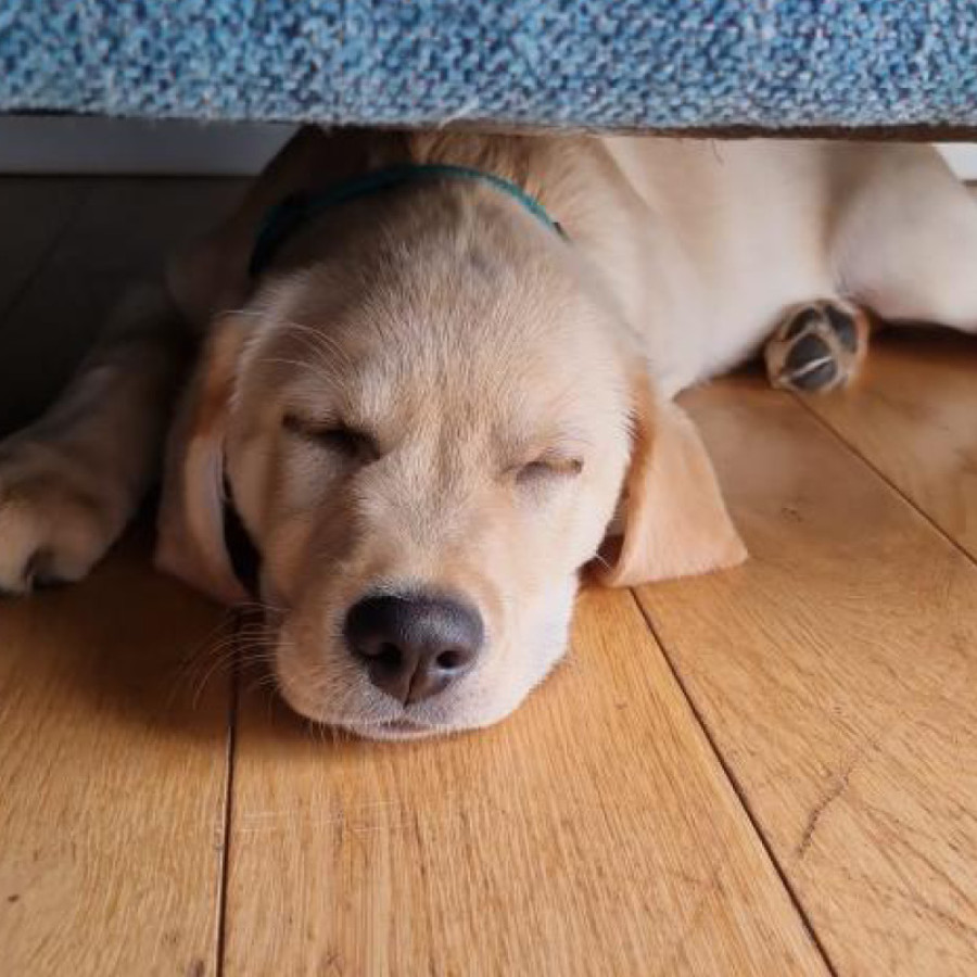 Golden labrador puppy sleeping on wooden floor