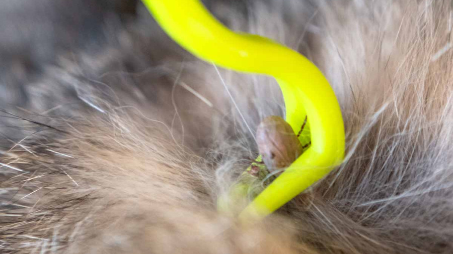 A close-up view of a yellow tick removal tool hooked around a tick embedded in a dog's thick brown fur.