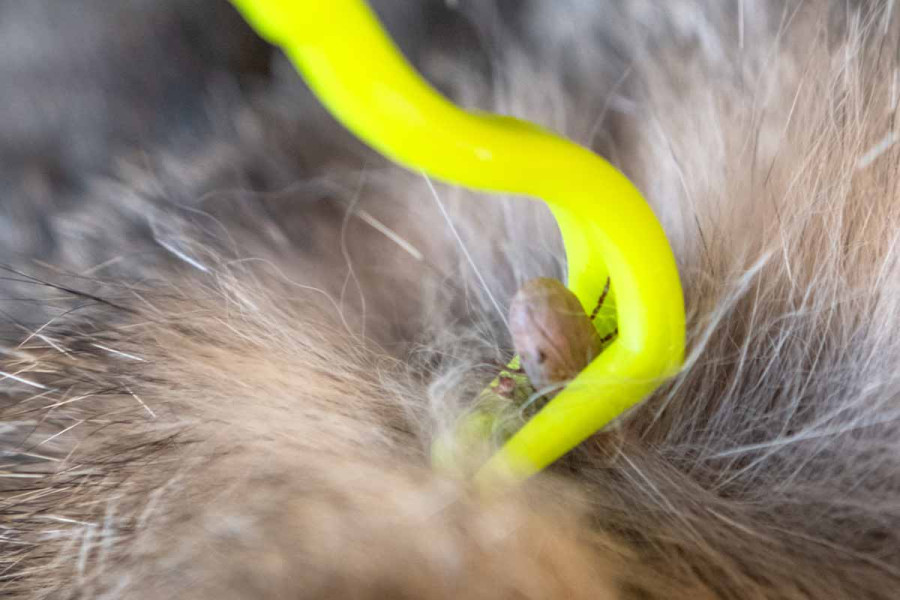 A close-up view of a yellow tick removal tool hooked around a tick embedded in a dog's thick brown fur.
