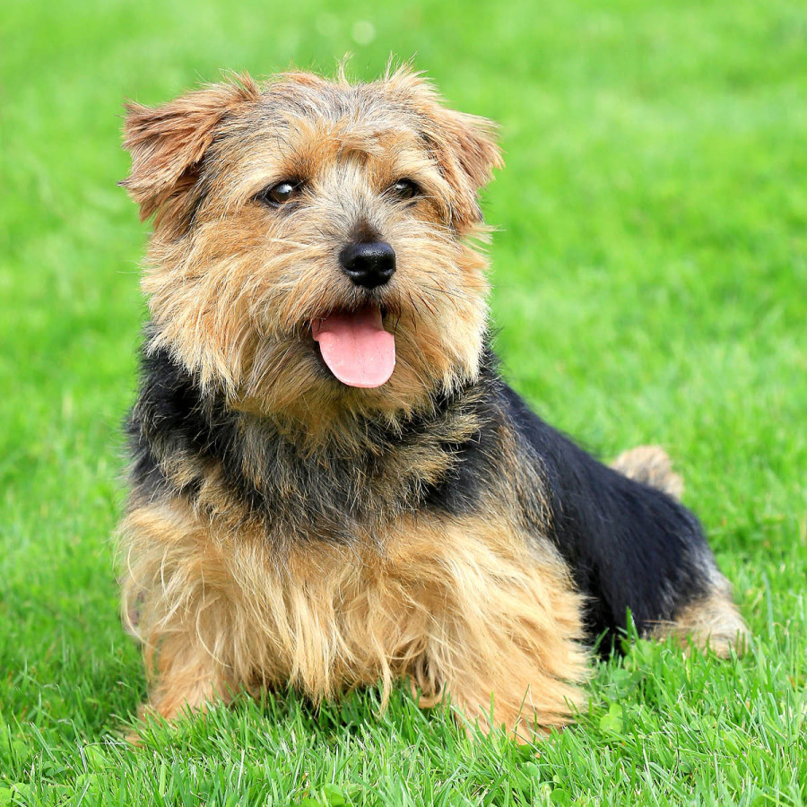 A small Norfolk Terrier dog with a wiry, tan-and-black coat and cropped ears sits in lush green grass with its tongue out.