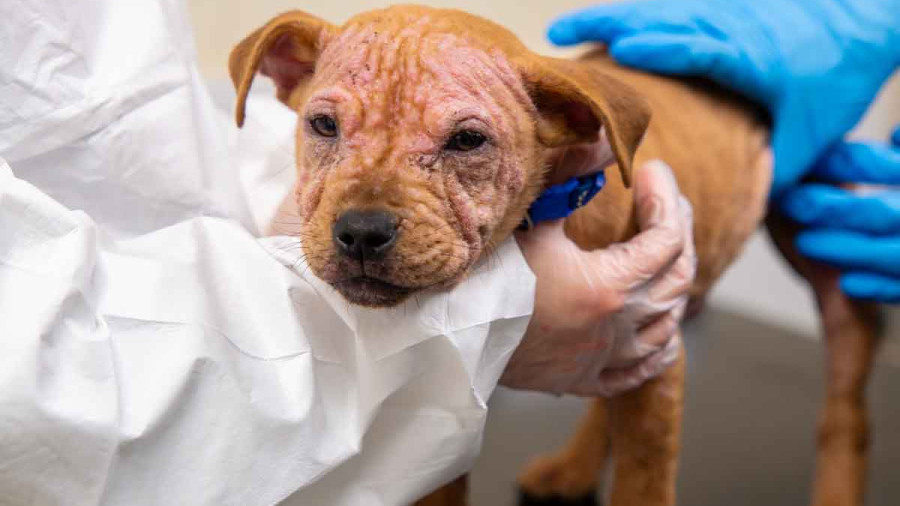 A tan puppy suffering mange, being examined by vets. The puppy has visible hair loss and crusty, irritated skin on its face. One vet wears a white isolation gown while another in blue gloves rests a hand on the puppy&rsquo;s back to keep it calm.