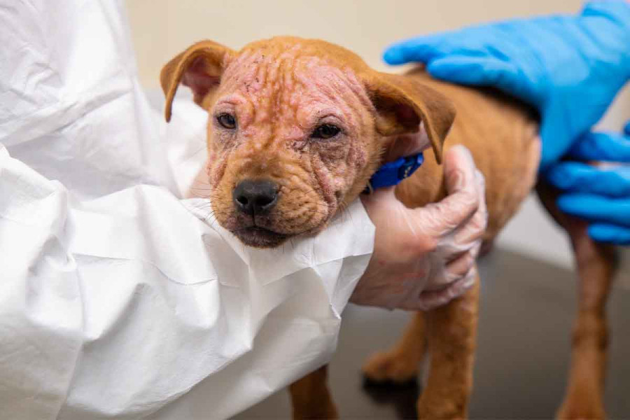 A tan puppy suffering mange, being examined by vets. The puppy has visible hair loss and crusty, irritated skin on its face. One vet wears a white isolation gown while another in blue gloves rests a hand on the puppy&rsquo;s back to keep it calm.