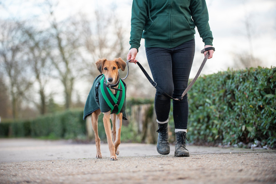 how do you stop a dog pulling on the lead