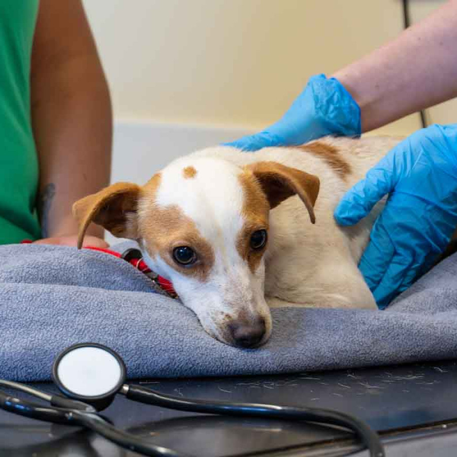 A wide-angle photo of a small white and tan dog resting on a grey blanket on a black examination table. A veterinary professional in blue gloves is palpating the dog's side, and another person in a green shirt stands to the left. A stethoscope is visible in the lower-left foreground, emphasizing the clinical setting.