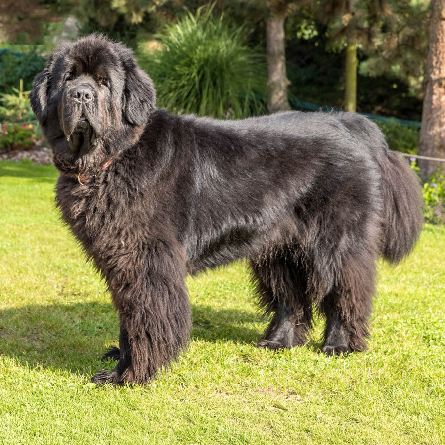 A large, fluffy black Newfoundland dog standing sideways on a bright green lawn, looking toward the camera with a calm expression