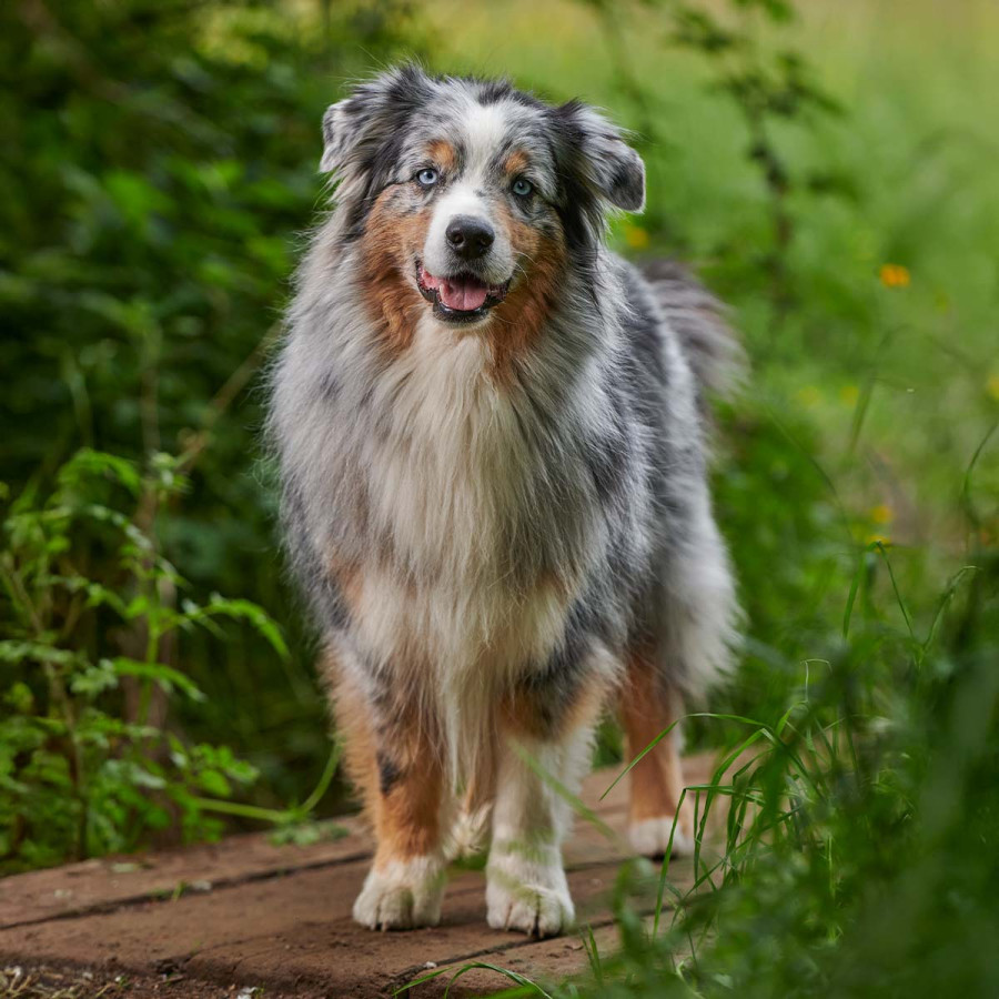 A merle Australian Shepherd with blue eyes and a long coat of blue, gray, and brown fur standing on a wooden walkway, looking directly at the camera with its tongue out.