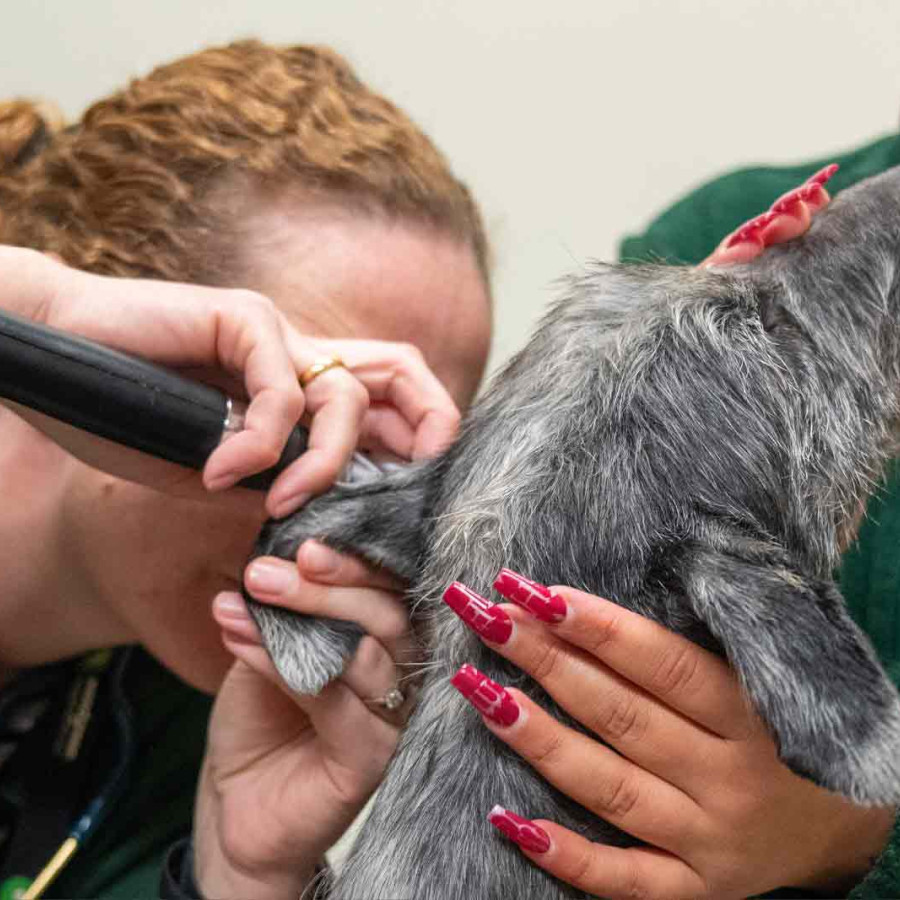 A veterinary professional leans in closely to examine the ear of a grey terrier-mix dog. The professional is wearing a black smartwatch, while an assistant wearing a green branded Woodgreen fleece gently supports the dog&rsquo;s head and neck.