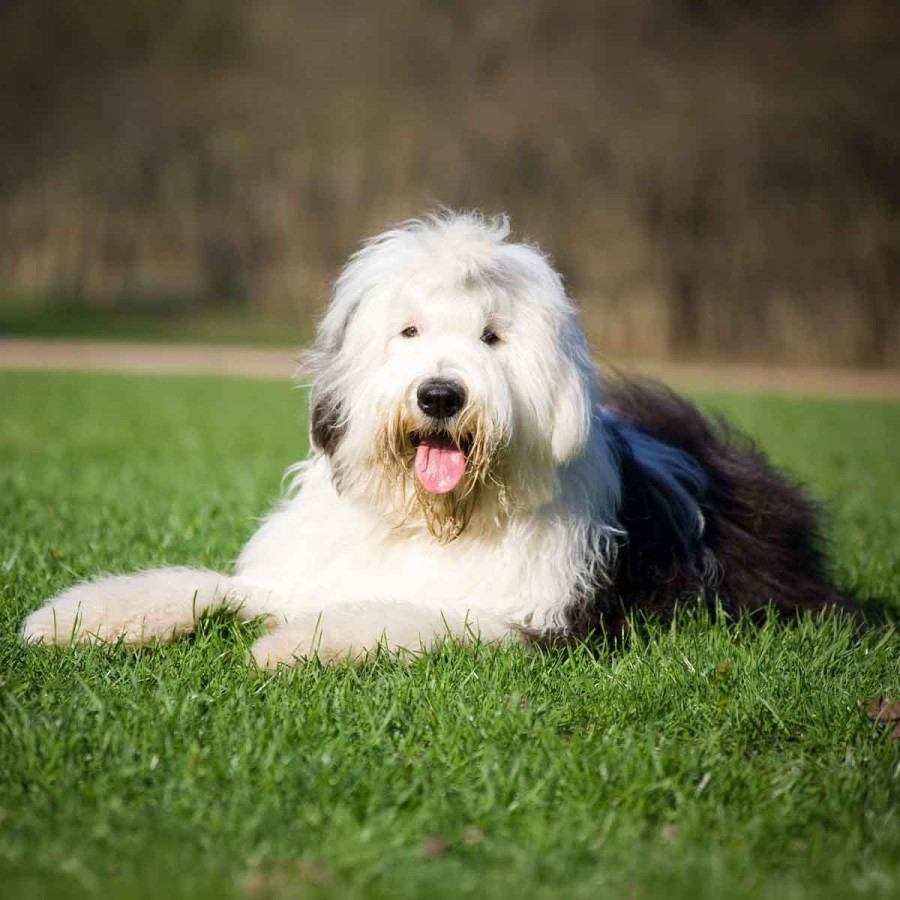 A fluffy, white and grey Old English Sheepdog lying down on green grass with its tongue out
