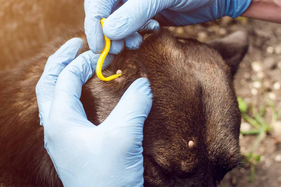 A close-up image of a brindle-colored dog being treated for Lyme disease. Gloved hands are shown using a yellow removal tool to remove a tick from the dog's fur to prevent the spread of the infection.