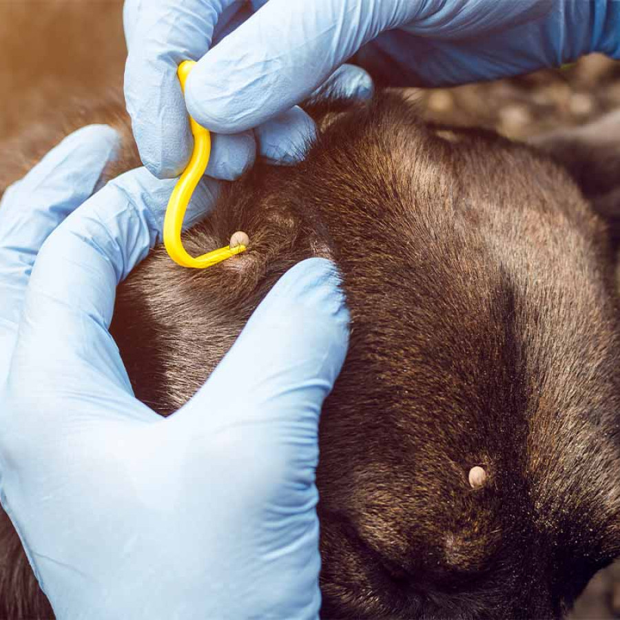 A close-up image of a brindle-colored dog being treated for Lyme disease. Gloved hands are shown using a yellow removal tool to remove a tick from the dog's fur to prevent the spread of the infection.
