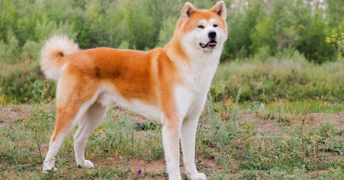 Japanese Akita Inu Dog Breed Temperament Traits Ask Woodgreen Japanese Akita Inu Dog Breed Temperament Traits Ask Woodgreen