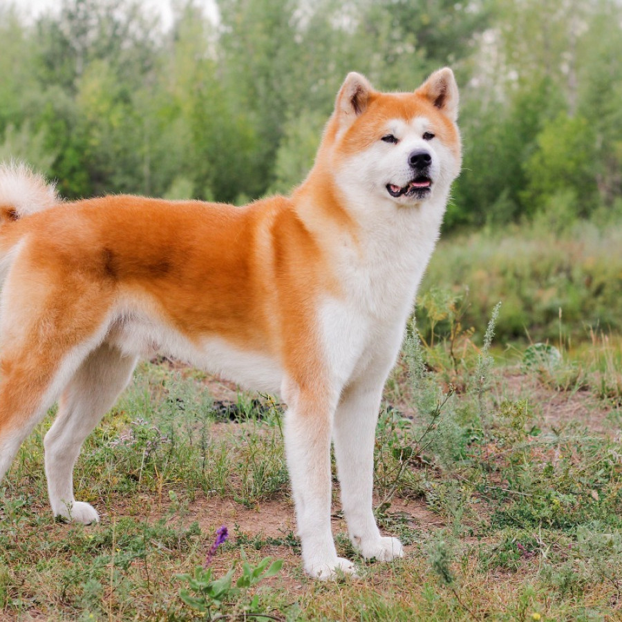 All Dog Breeds Breed Finder Traits Expert Advice Ask Woodgreen All Dog Breeds Breed Finder Traits Expert Advice Ask Woodgreen