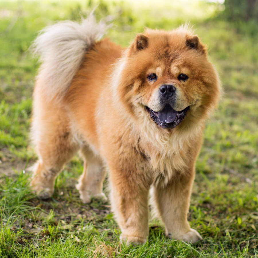 A fluffy, reddish-orange Chow Chow dog standing on grass, showing its thick coat and dark tongue.