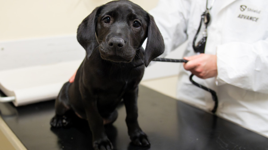 Black puppy labrador sitting on surgical table being examined by vet