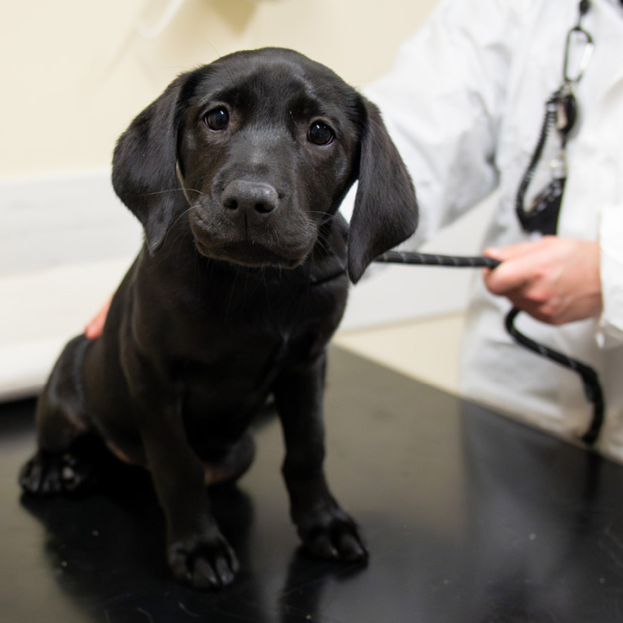 Black puppy labrador sitting on surgical table being examined by vet