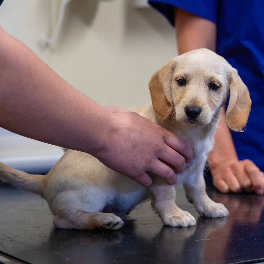 Square close-up of a nervous but calm cream-colored puppy being held by a vet during an appointment. The puppy has long ears and is looking toward the camera while sitting on a dark reflective surface.