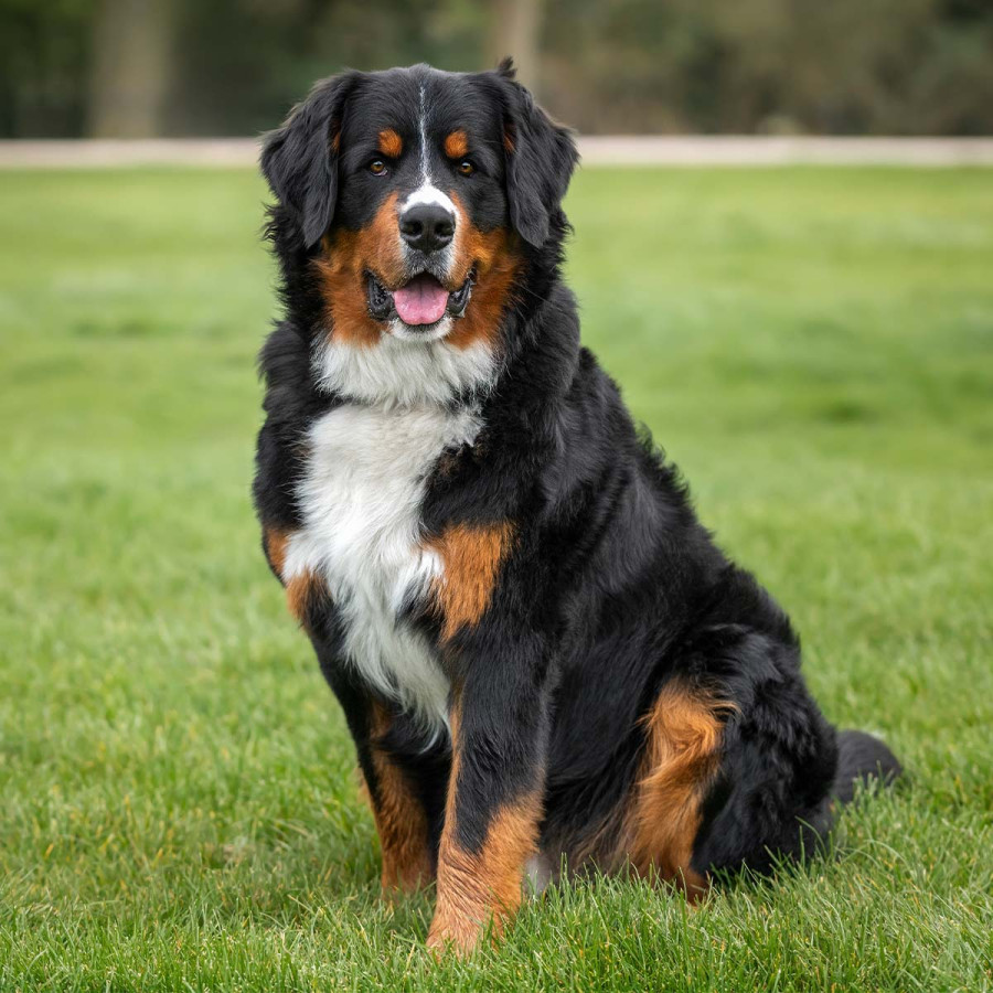 Tri-colour Bernese Mountain Dog sitting on green grass outdoors, facing the camera with its tongue slightly out