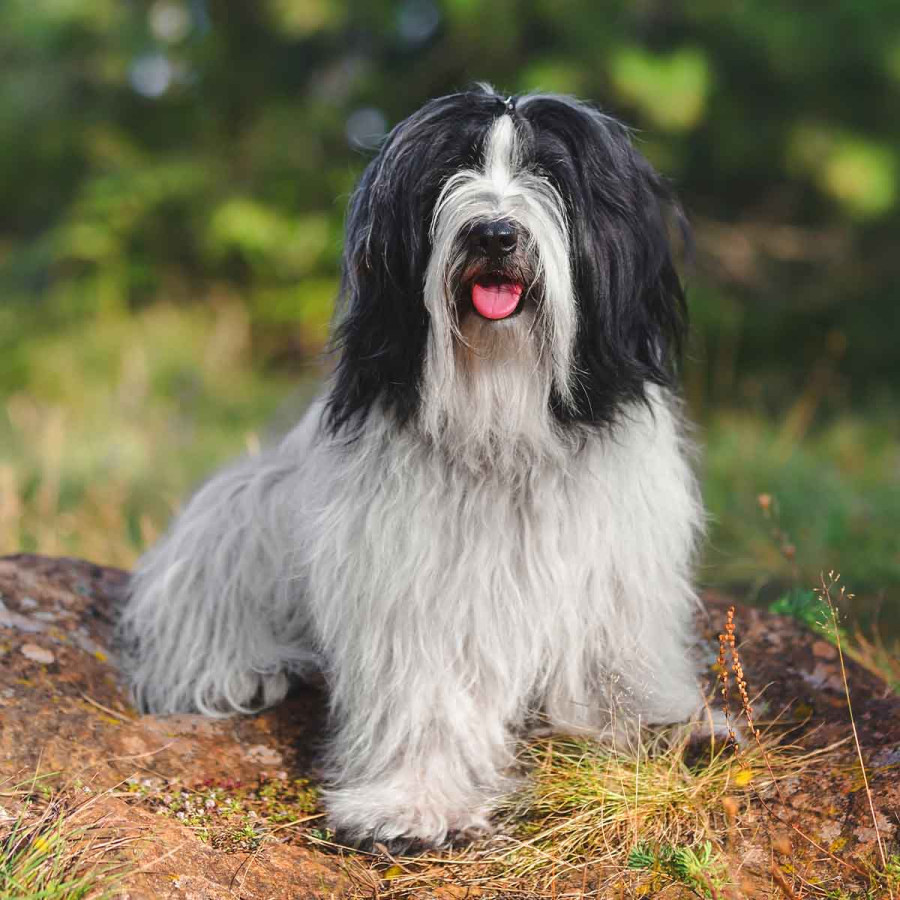 A long-haired Tibetan Terrier with a black and white coat sitting outdoors on a mossy rock