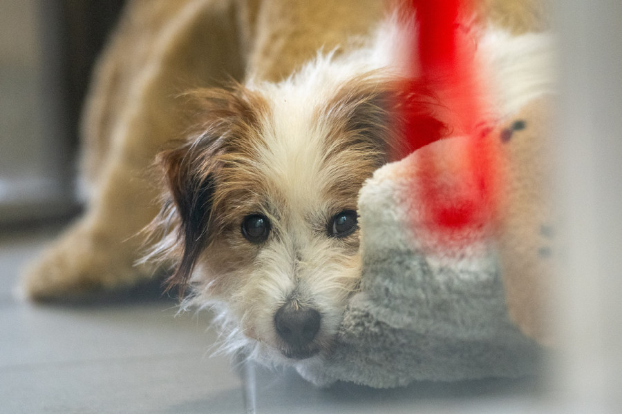 Scruffy terrier sleeping in soft bed and looking forward