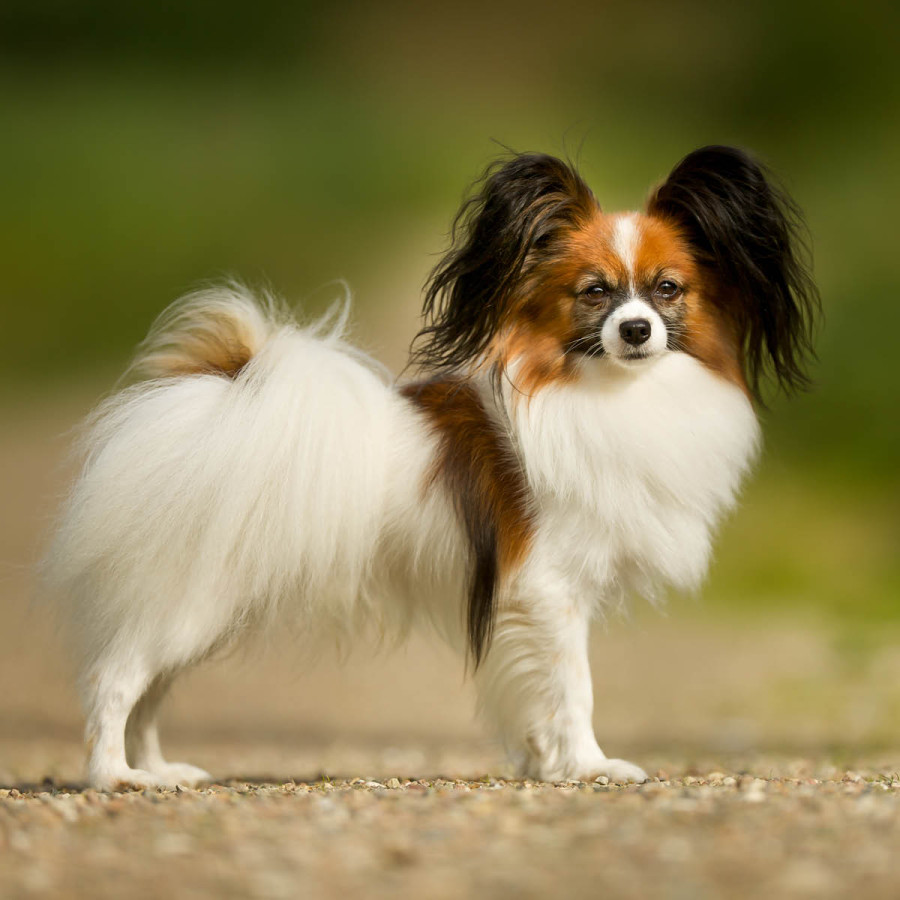 A small Papillon dog with large, butterfly-like ears and long white and brown fur standing on a gravel path.