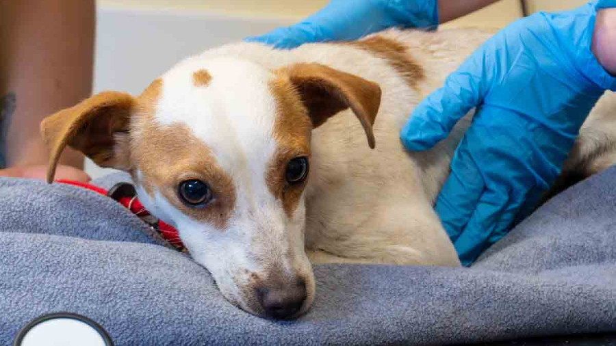 A close-up, square-format photo of a small, white and brown Jack Russell Terrier mix lying on a grey blanket during a veterinary exam. The dog looks slightly anxious. A person wearing blue nitrile gloves has their hands resting gently on the dog&rsquo;s back, while a black stethoscope sits in the blurred foreground.