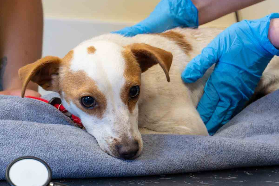 A close-up, square-format photo of a small, white and brown Jack Russell Terrier mix lying on a grey blanket during a veterinary exam. The dog looks slightly anxious. A person wearing blue nitrile gloves has their hands resting gently on the dog&rsquo;s back, while a black stethoscope sits in the blurred foreground.