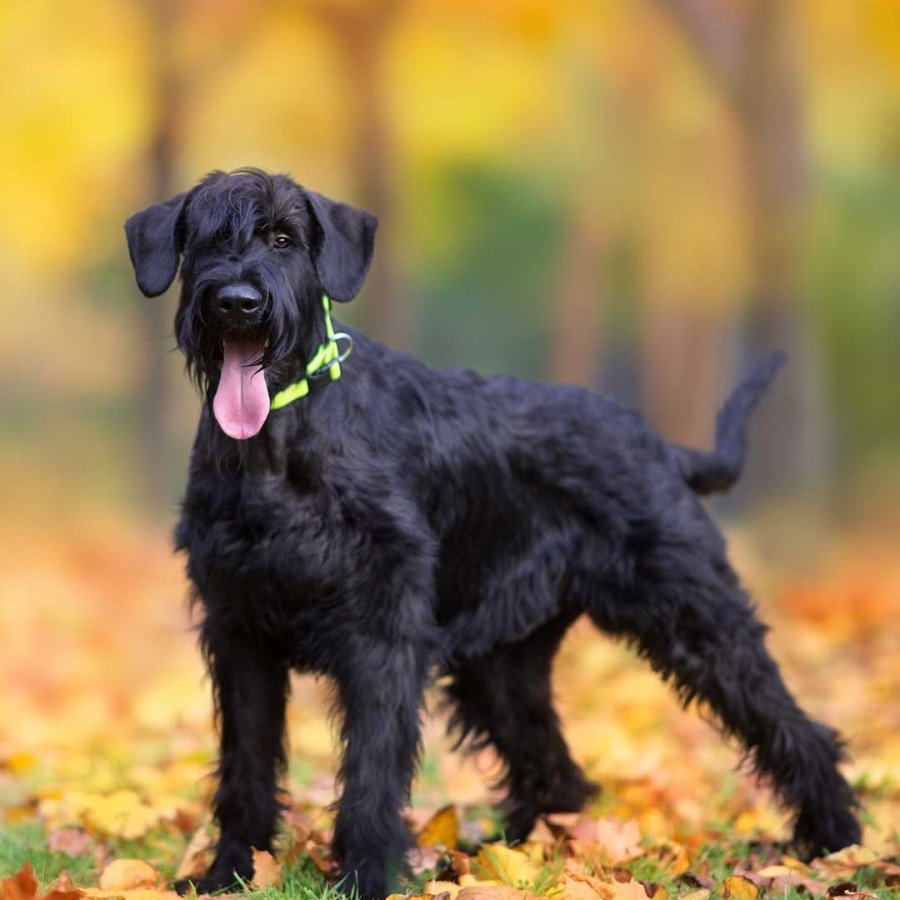 A black, Giant Schnauzer standing in a field with autumnal leaves.