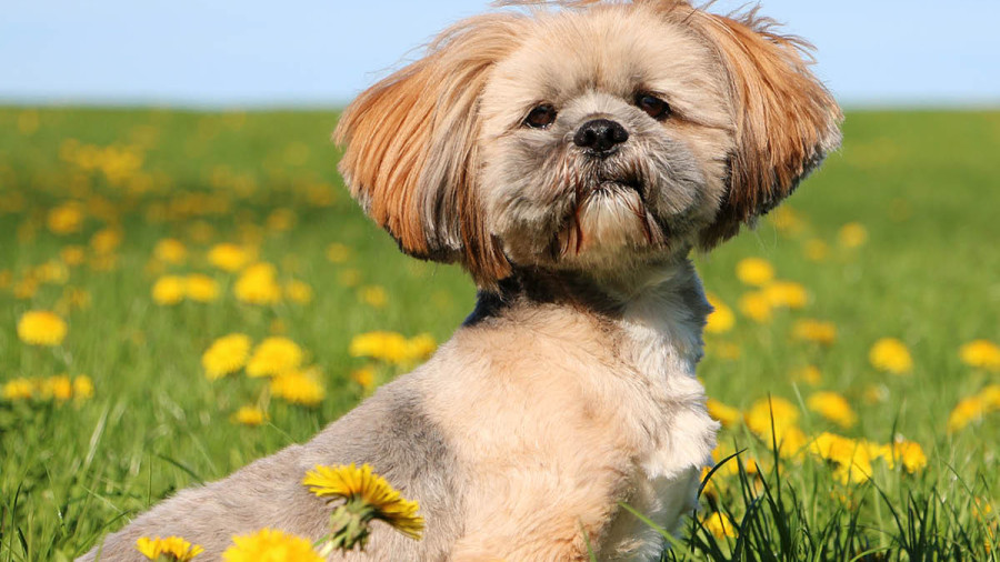 A tan and grey Lhasa Apso sitting in a sunny field of yellow dandelions under a clear blue sky.