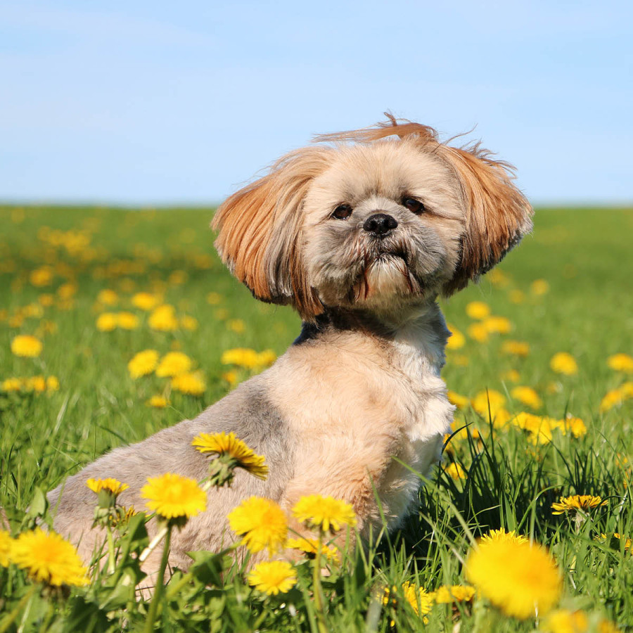 A tan and grey Lhasa Apso sitting in a sunny field of yellow dandelions under a clear blue sky.