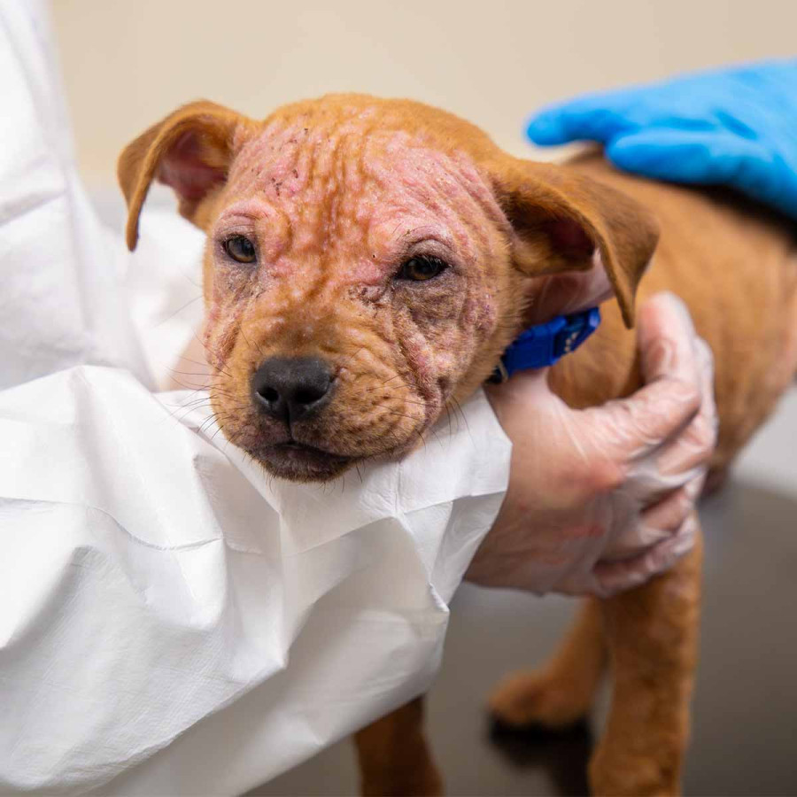 Close-up of a brown puppy with severe mange, showing thickened, wrinkled, and inflamed skin around the eyes and forehead. A veterinary professional in a white protective gown and gloves gently holds the puppy&rsquo;s head for examination.