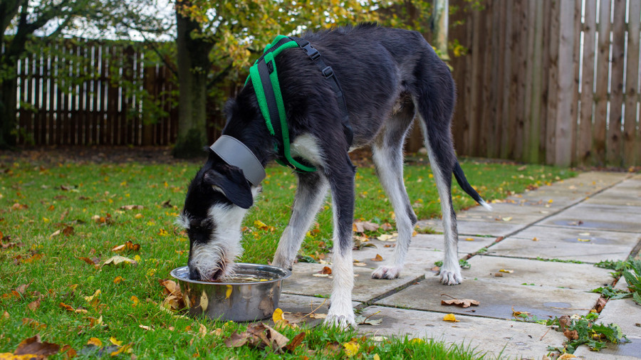 A lurcher dog drinking water from a metal bowl.