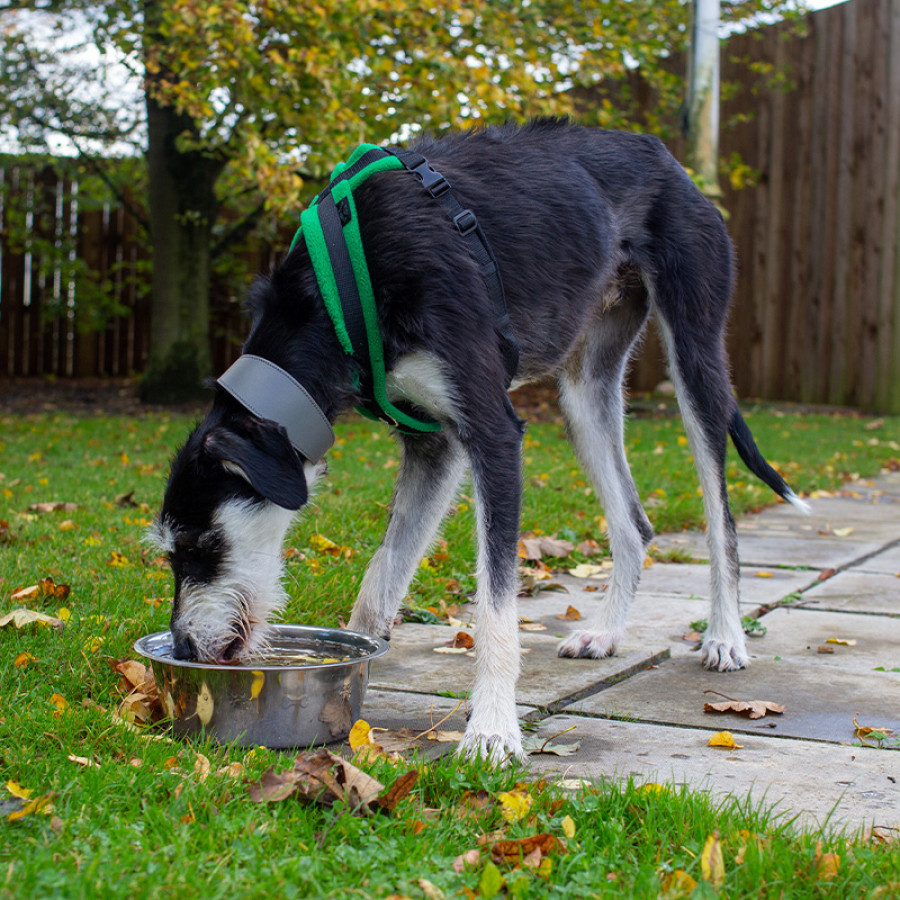 A lurcher dog drinking water from a metal bowl.