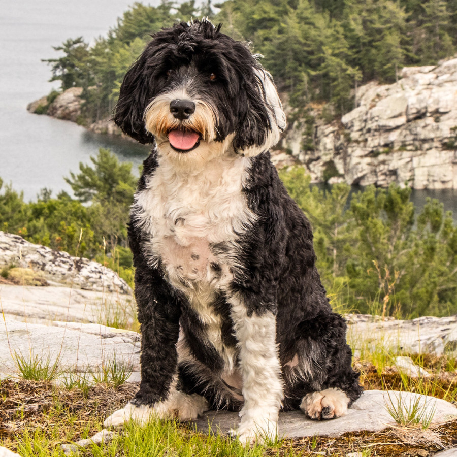 A black-and-white Portuguese Water Dog sitting atop a rocky hill overlooking a lake and forested area, smiling at the camera with a wavy, medium-length coat.