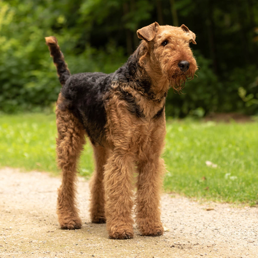 A tall Airedale Terrier stands alert on a gravel path with a lush green forest background. The dog features a curly, wire-haired coat in black and tan, with a distinctive bearded snout and its tail held high.