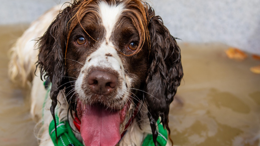 Dog with wet nose panting and looking forward