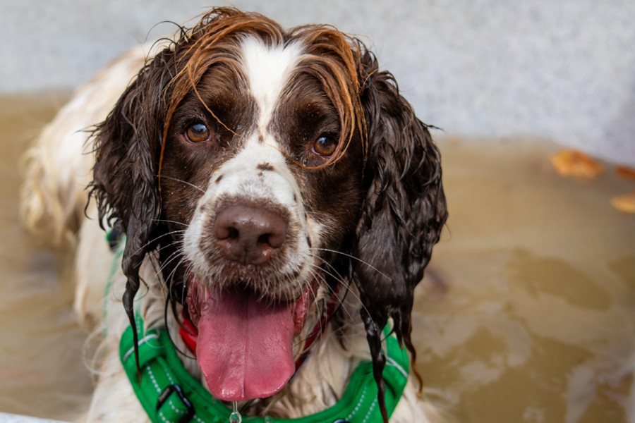 Dog with wet nose panting and looking forward