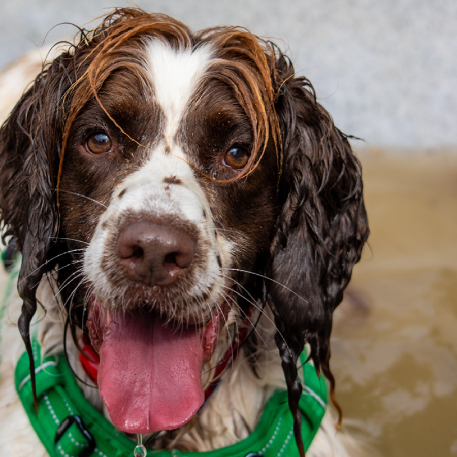 Dog with wet nose panting and looking forward