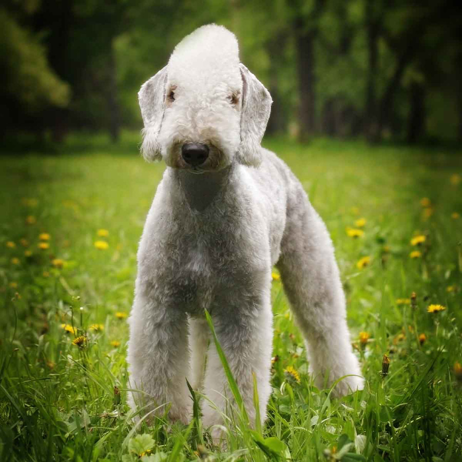 A light grey Bedlington Terrier standing upright in a grassy field with small yellow wildflowers