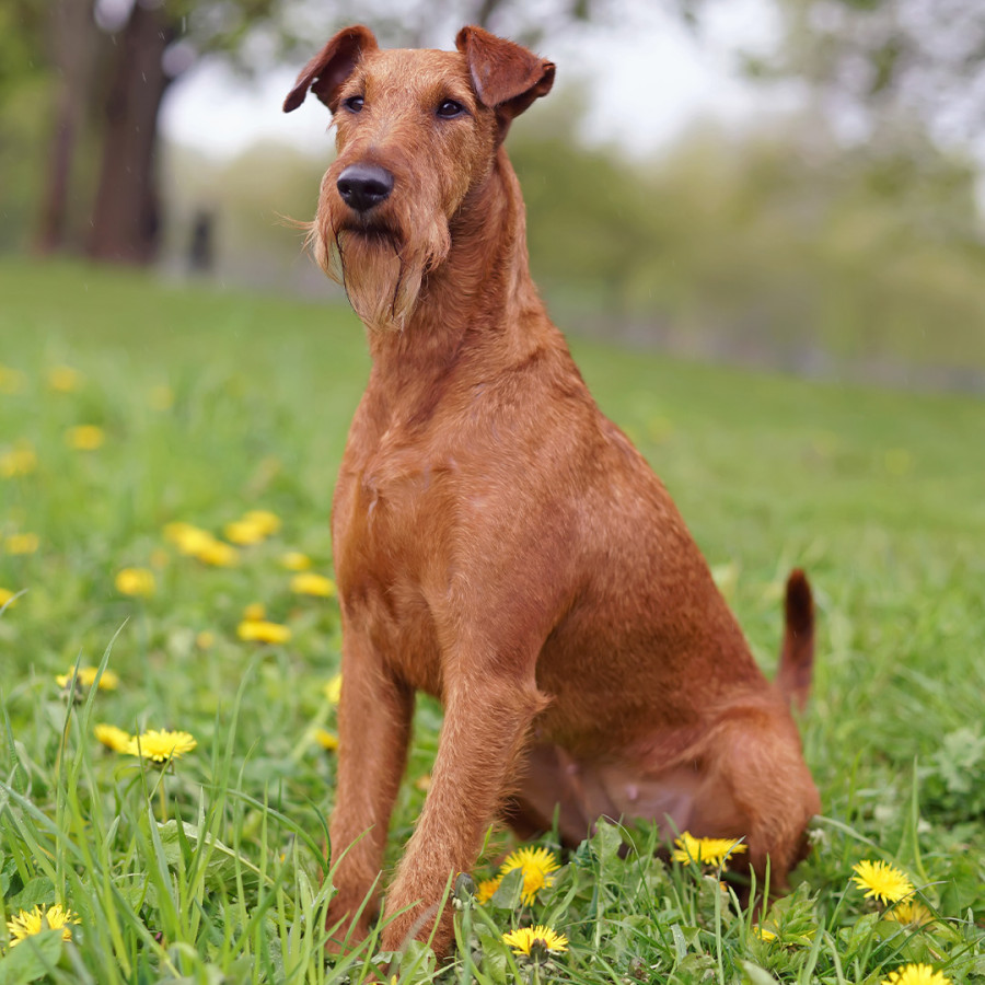 A bright reddish-brown Irish Terrier sitting attentively in a green lawn filled with yellow dandelions, featuring a distinctive beard, folded ears, and a sleek coat.