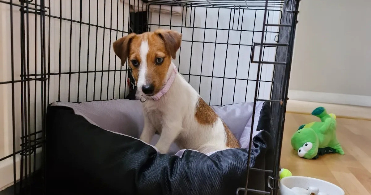 how to crate a puppy