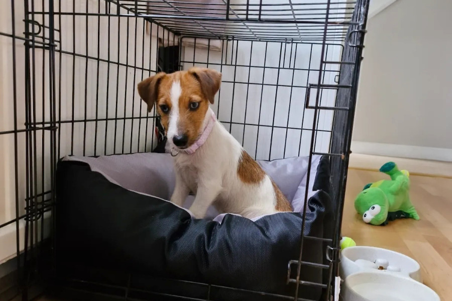 how long should crate training take