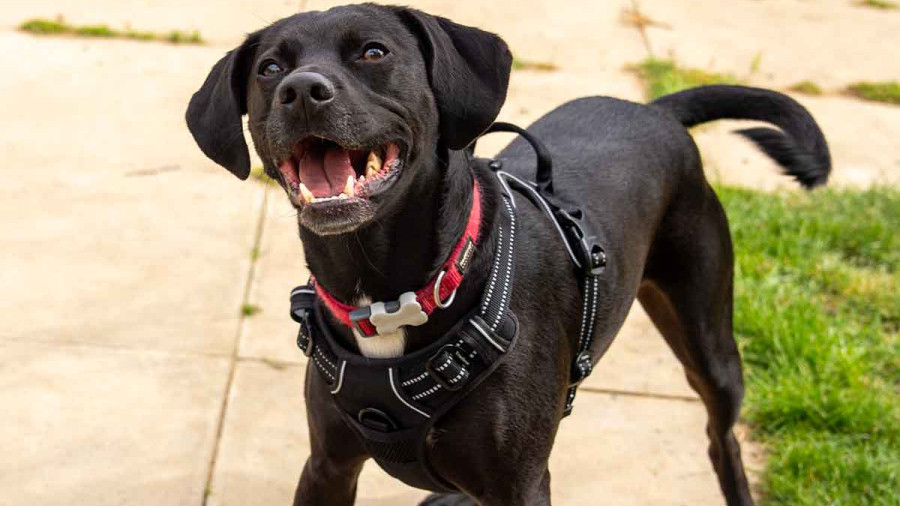 A joyful black dog stands on a stone patio next to a patch of green grass. The dog is looking upward with its mouth open in a smile, wearing a red collar and a black harness. The full body is visible, showing a sleek coat and a wagging tail blurred in motion against a bright, outdoor background.