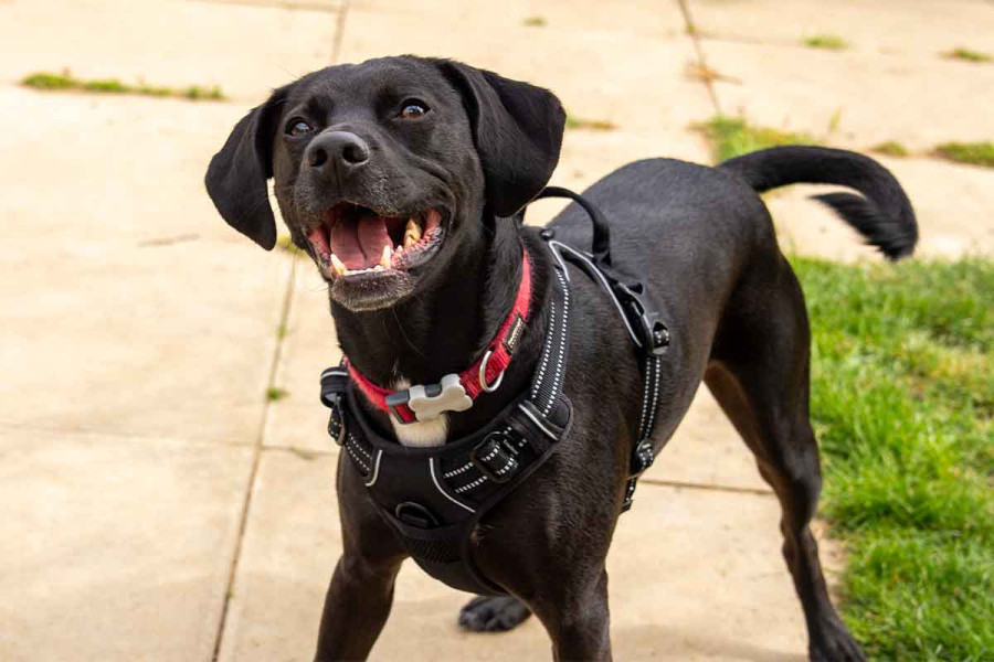 A joyful black dog stands on a stone patio next to a patch of green grass. The dog is looking upward with its mouth open in a smile, wearing a red collar and a black harness. The full body is visible, showing a sleek coat and a wagging tail blurred in motion against a bright, outdoor background.