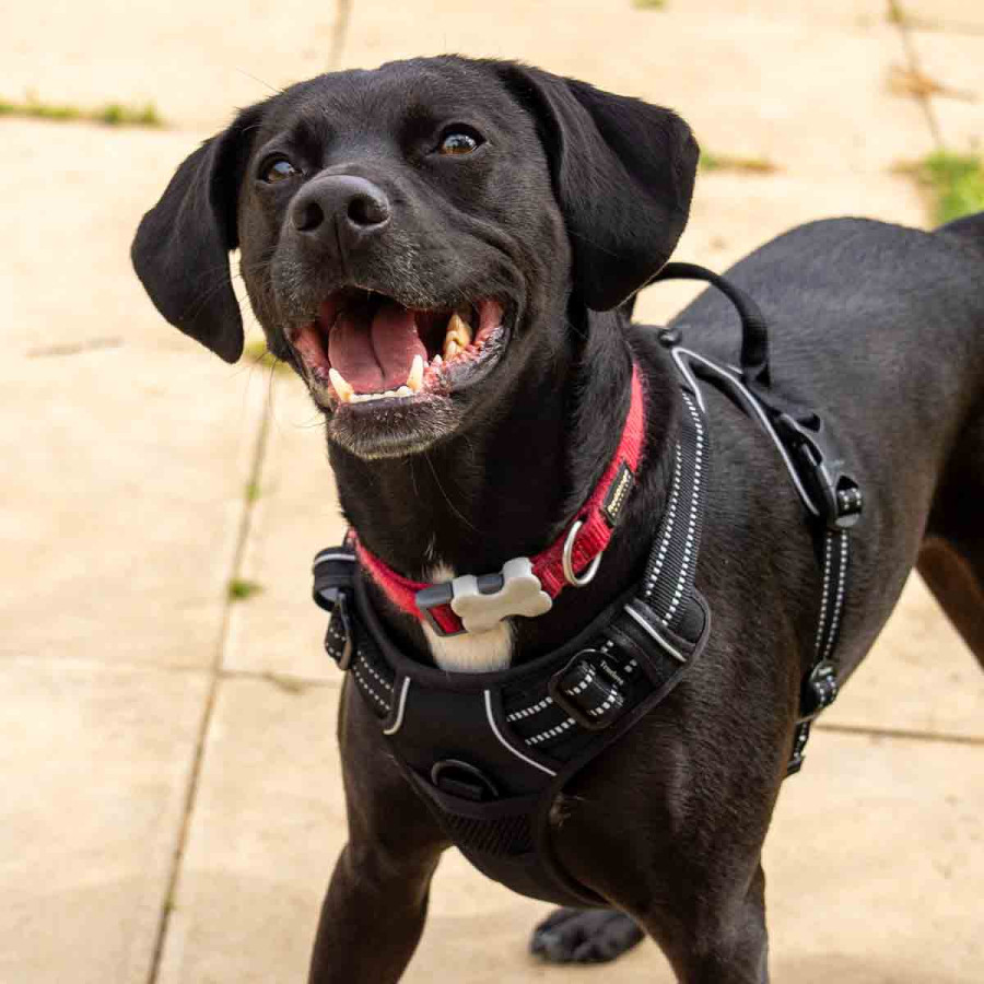 A medium-sized black dog with a white patch on its chest stands on a paved patio, looking up and to the side with an open-mouthed, happy expression. The dog is wearing a red collar with a bone-shaped tag and a sturdy black harness with reflective stitching.