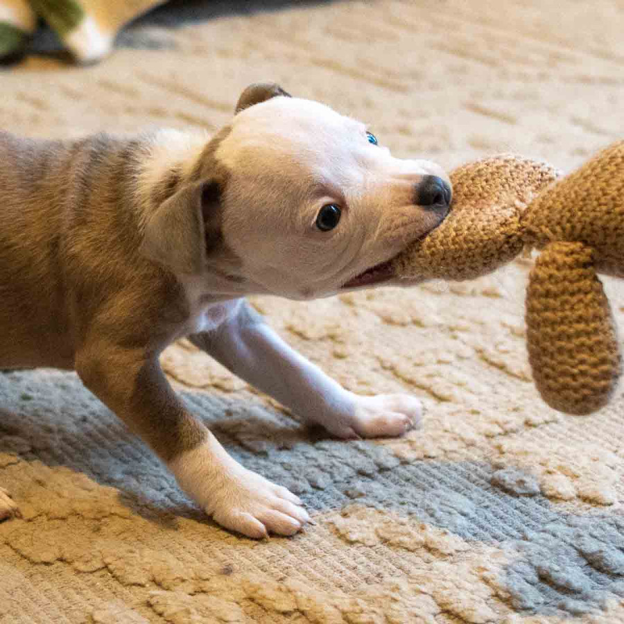 Close-up of a young puppy&rsquo;s face and front paws as it grips a soft toy with its teeth. The puppy is leaning back to pull on the toy, highlighting typical exploratory and play behaviors during early development.